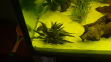Pflanzen im Aquarium Becken 12959