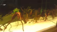 Pflanzen im Aquarium Becken 13066