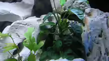 Pflanzen im Aquarium Becken 13068