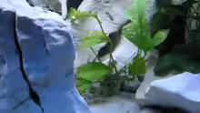 Pflanzen im Aquarium Becken 13068