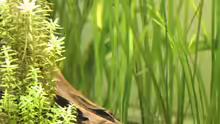 Pflanzen im Aquarium Becken 13197