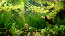 Pflanzen im Aquarium Becken 13252