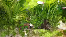 Pflanzen im Aquarium Becken 13252