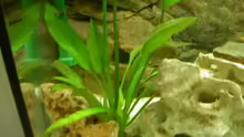 Pflanzen im Aquarium Becken 1370
