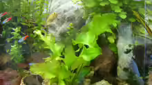 Pflanzen im Aquarium Becken 1387