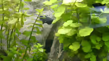 Pflanzen im Aquarium Becken 1387