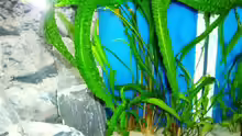 Pflanzen im Aquarium Becken 13967