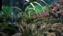 Pflanzen im Aquarium Becken 1472