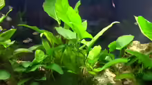 Pflanzen im Aquarium Becken 1501