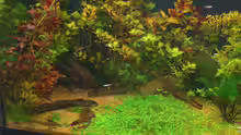 Pflanzen im Aquarium Becken 1507