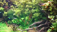 Pflanzen im Aquarium Becken 1507