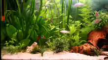 Pflanzen im Aquarium Becken 15729 (aufgelöst)