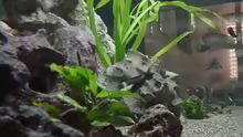 Pflanzen im Aquarium Becken 1583