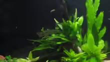 Pflanzen im Aquarium Becken 1617