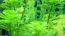 Pflanzen im Aquarium Becken 1627