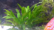 Pflanzen im Aquarium Becken 16666