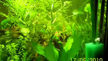 Pflanzen im Aquarium Becken 16979