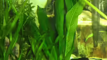 Pflanzen im Aquarium Becken 1763