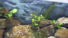 Pflanzen im Aquarium Becken 1796