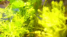 Pflanzen im Aquarium Becken 1833