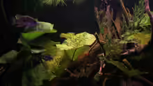 Pflanzen im Aquarium Becken 19155