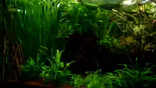 Pflanzen im Aquarium Becken 1916