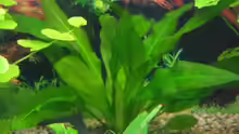 Pflanzen im Aquarium Becken 2122
