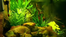 Pflanzen im Aquarium Becken 2173