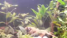 Pflanzen im Aquarium Becken 25217