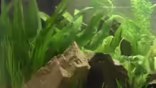 Pflanzen im Aquarium Becken 2531
