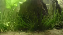 Pflanzen im Aquarium Becken 2531