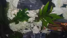 Pflanzen im Aquarium Becken 25630