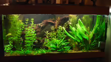 Pflanzen im Aquarium Becken 2636