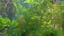 Pflanzen im Aquarium Becken 2638