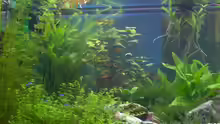 Pflanzen im Aquarium Becken 2638