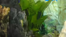 Pflanzen im Aquarium Becken 2755