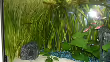Pflanzen im Aquarium Becken 3013