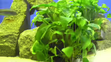 Pflanzen im Aquarium Becken 305
