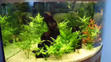 Pflanzen im Aquarium Becken 3081