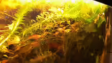 Pflanzen im Aquarium Becken 3127