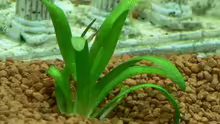 Pflanzen im Aquarium Becken 3177