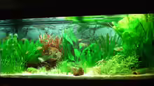 Pflanzen im Aquarium Becken 3217