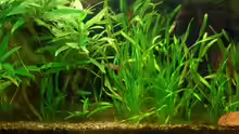 Pflanzen im Aquarium Becken 3229