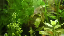 Pflanzen im Aquarium Becken 3425