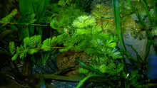 Pflanzen im Aquarium Becken 3477