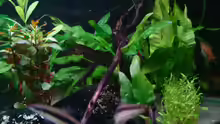 Pflanzen im Aquarium Becken 3483