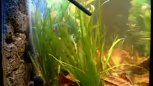 Pflanzen im Aquarium Becken 3622