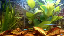 Pflanzen im Aquarium Becken 3622
