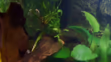 Pflanzen im Aquarium Becken 3686