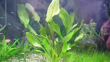 Pflanzen im Aquarium Becken 3721
